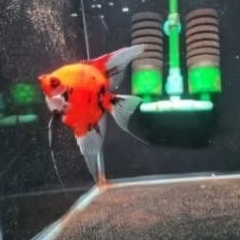 MANFISH RED DEVIL grade'A