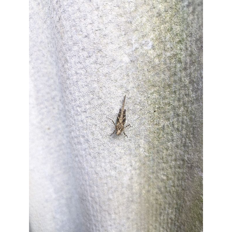 belalang batu hiasan paludarium 3 ekor