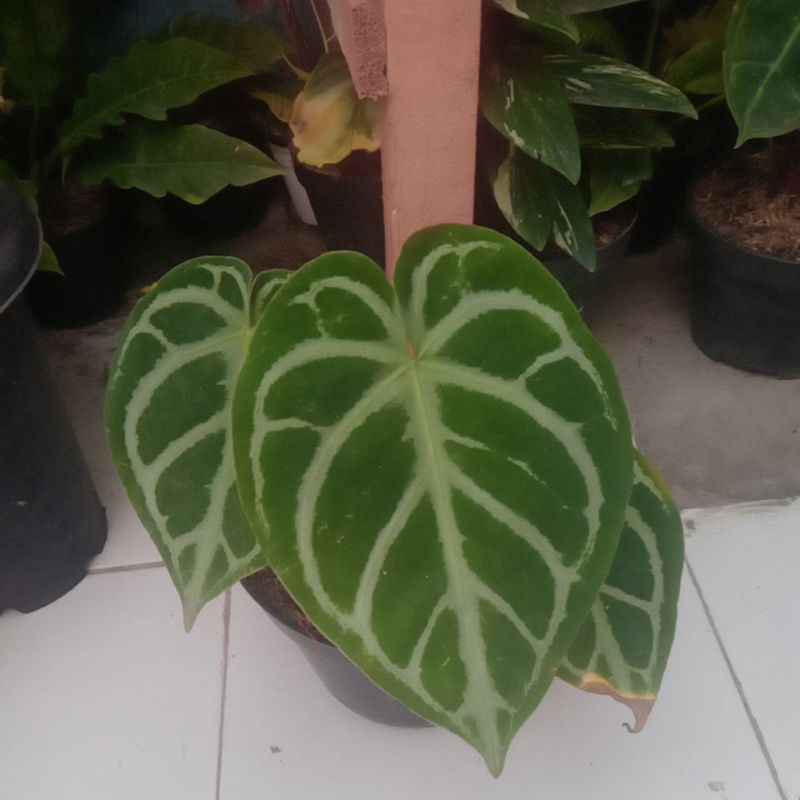 Anthurium Kuping gajah dorayaki silver