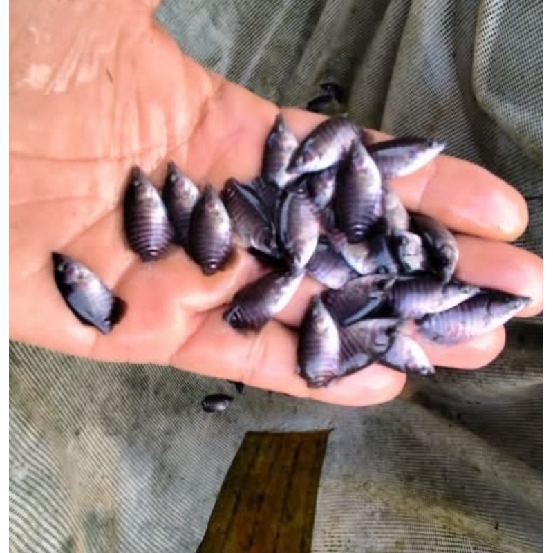 Promo Gurame Saoang hitan size Nguaci