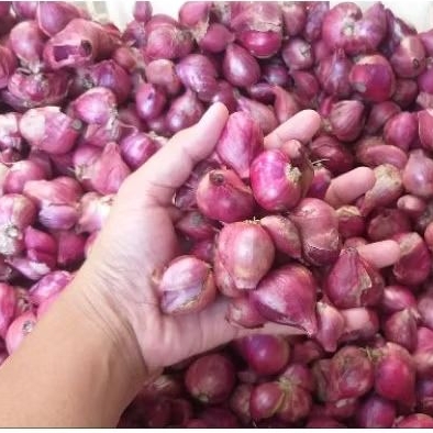 

Bawang merah tanggung pentol kemasan 500gr