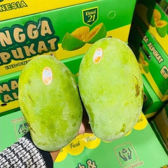 

PROMO Mangga Alpukat Mangga Klonal Segar 1kg IGNACIOBOX