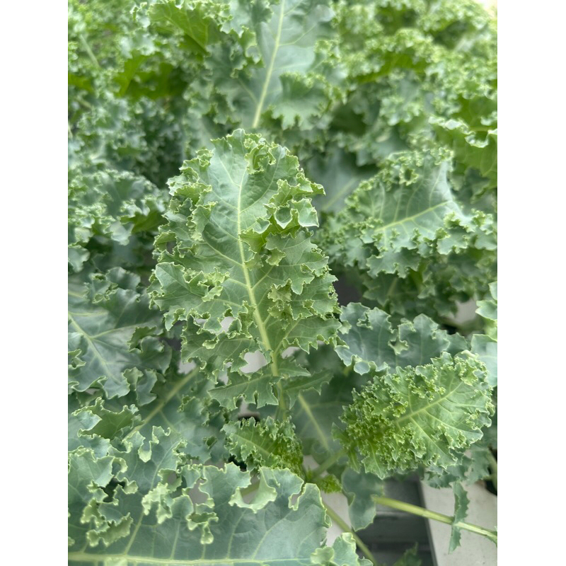 

Daun Kale Hidroponik Greenhouse per 100g