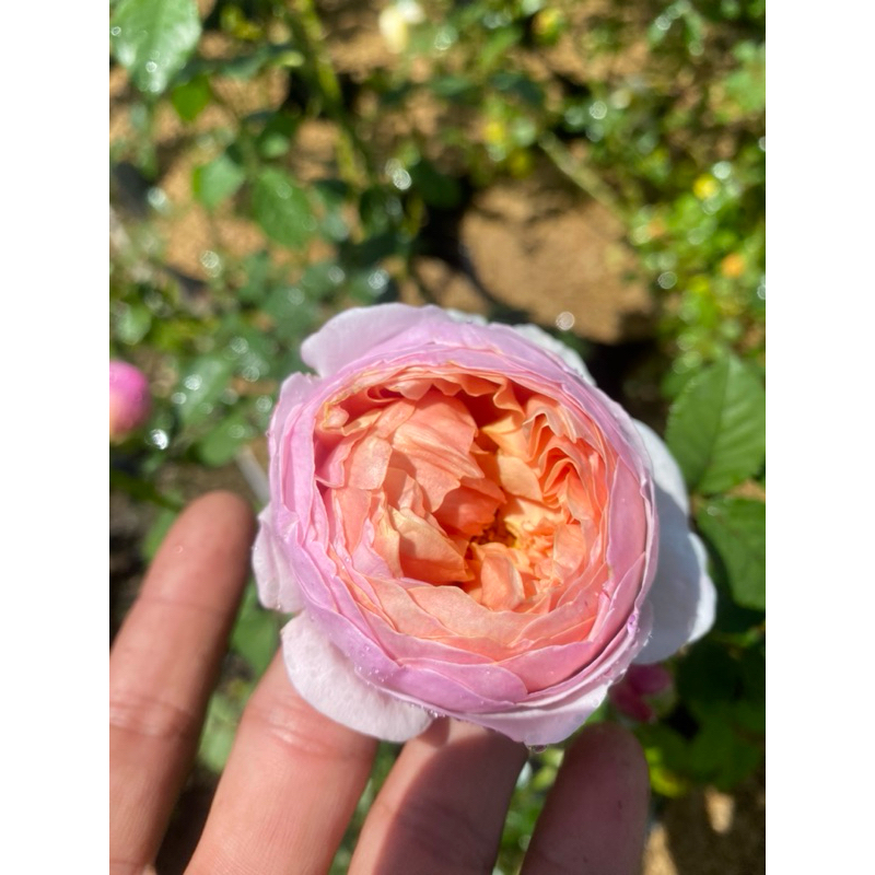 Tanaman hias mawar import wangi strongg Peter paul rubens