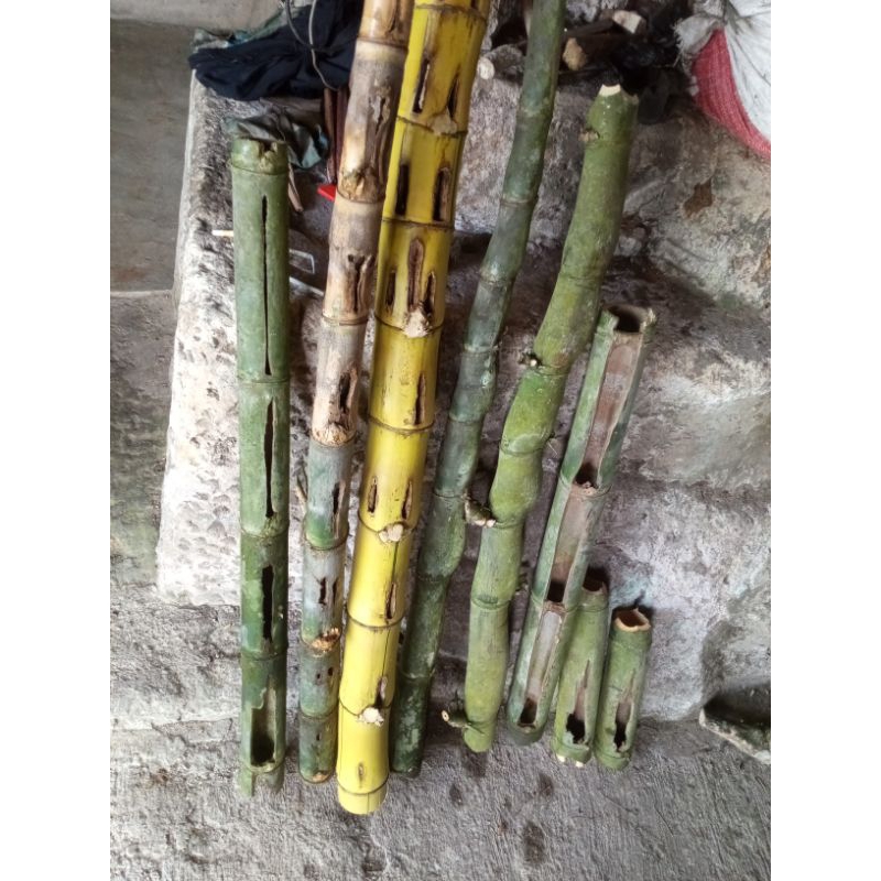 bambu combong koleksi motip asli alam