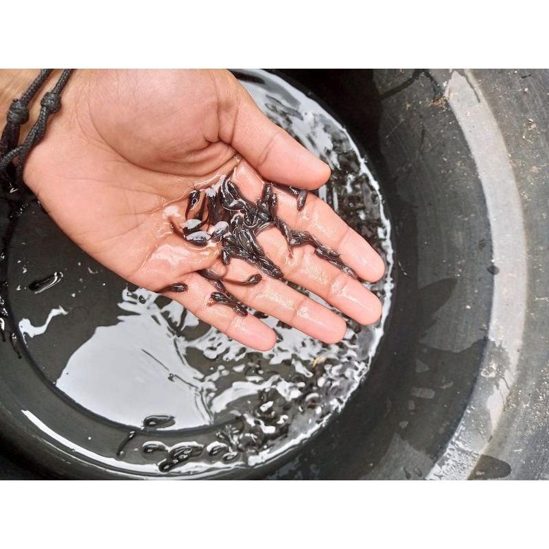 Bibit ikan lele ukuran 1-2cm paket isi 45 ekor