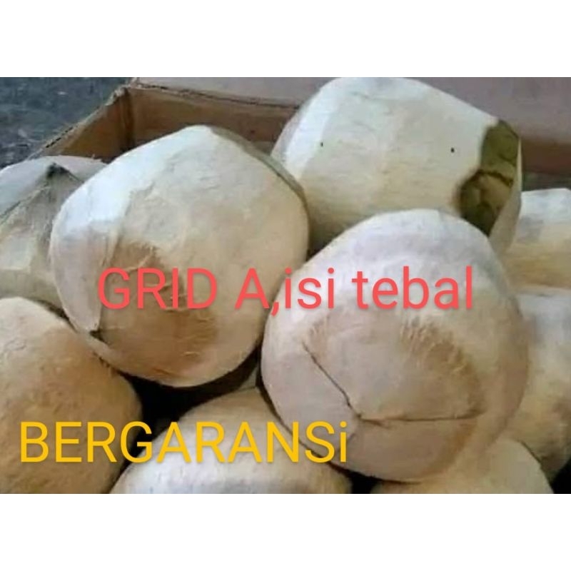 

kopyor segar pati uk44cm47cm utuh /kupas,seset, plontos