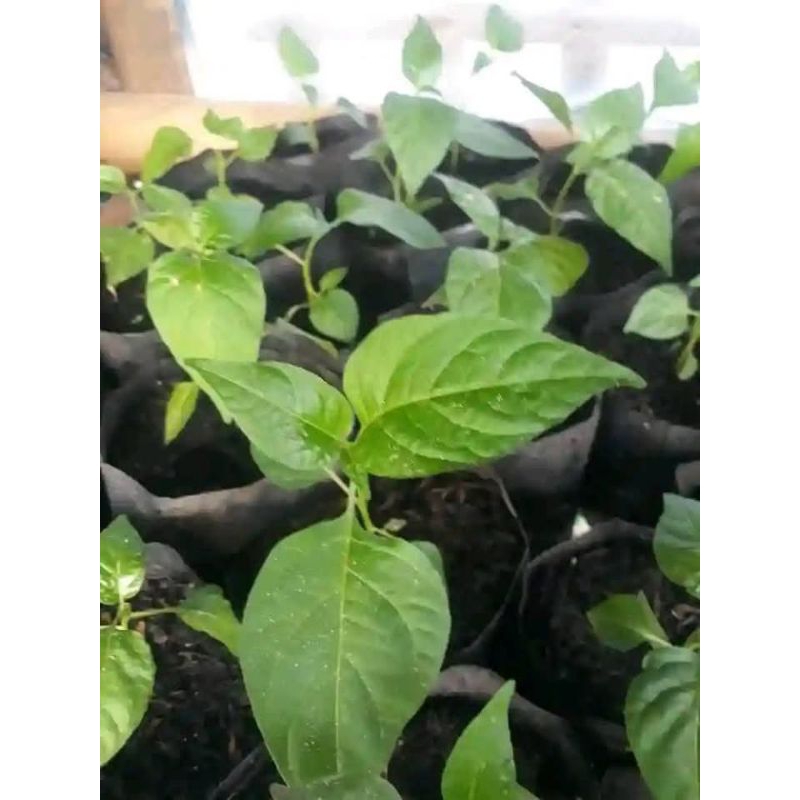 bibit cabe rawit super pedas sudah tumbuh berakar