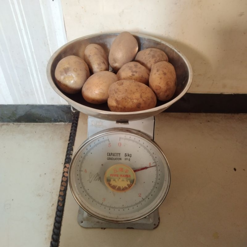 

Kentang Grade C Segar Asli Dieng Wonosobo Kentang Asli Dari Petani Kirim instant 250gr