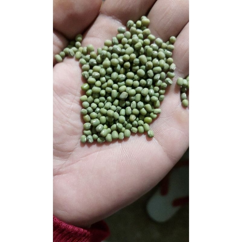 

kacang hijau vw khusus toge