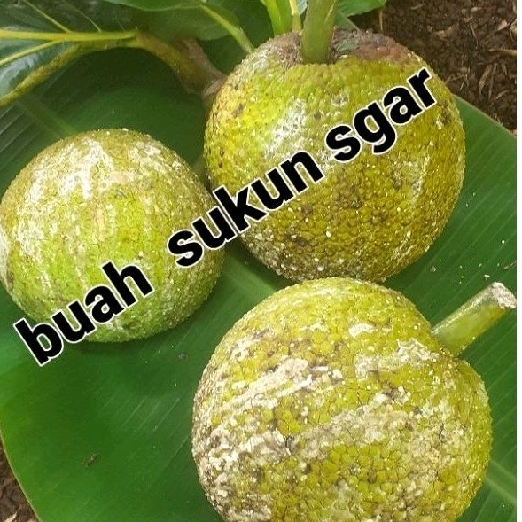 

Buah sukun sgar organik..