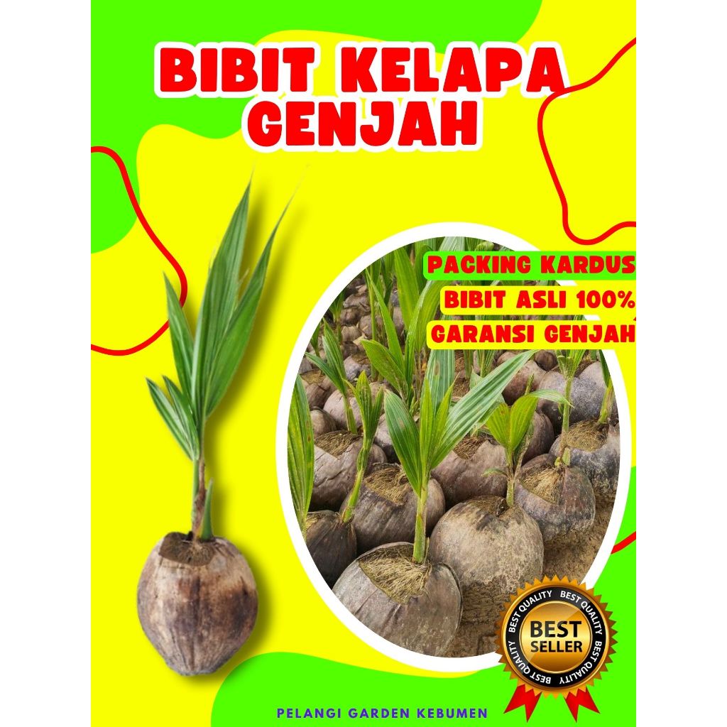 TERLARIS.. Bibit Kelapa Asli, Bibit Kelapa Besar, Bibit Kelapa Bonsai