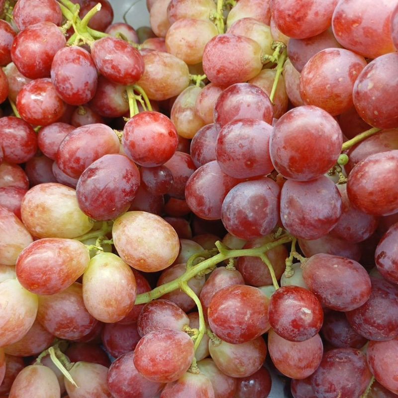 

Buah Anggur Segar 500 gram / 1 Kg