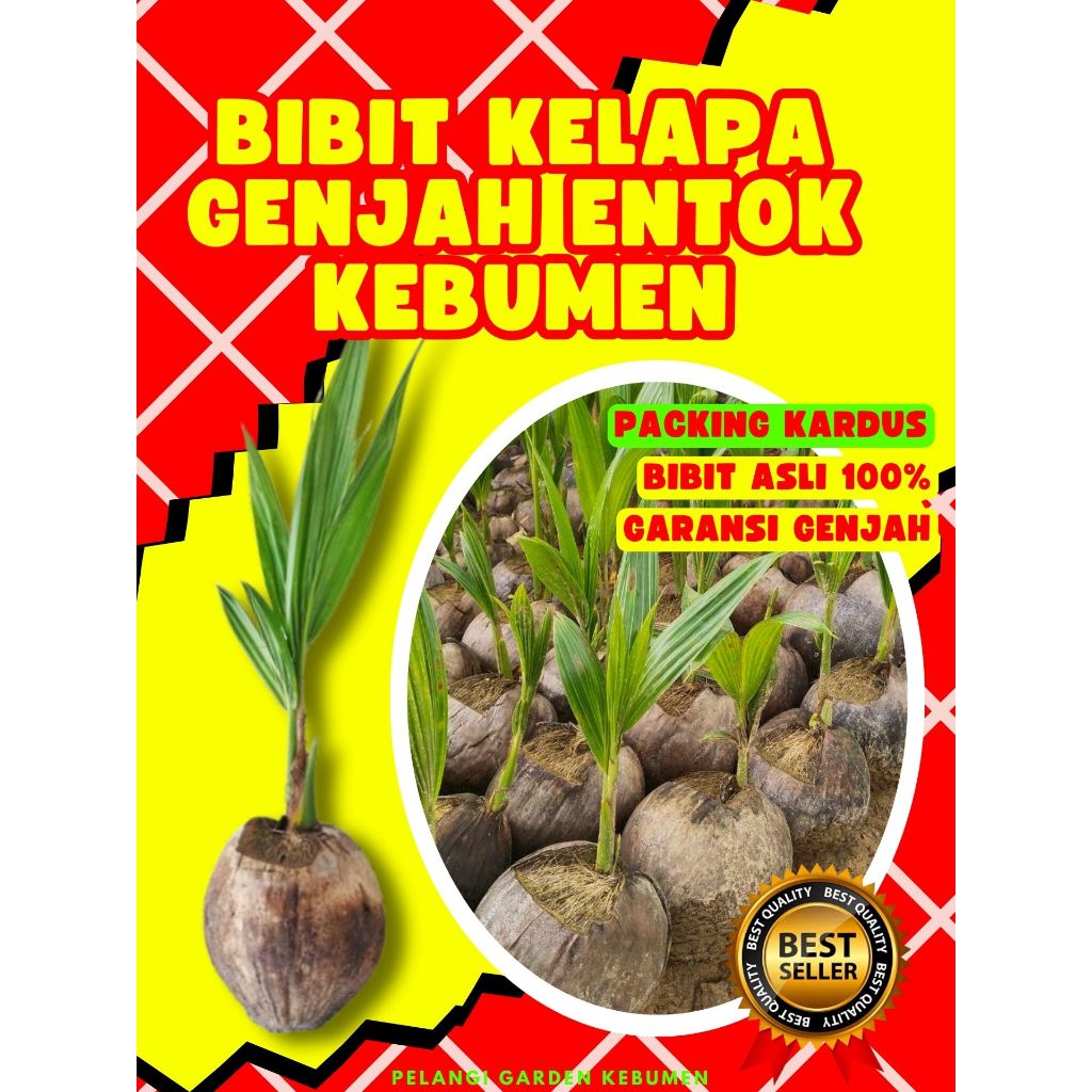 CEPAT BERBUAH.. Bibit Kelapa Genjah Pandan Wangi, Bibit Kelapa Genjah Entok Kebumen, Bibit Kelapa Ge