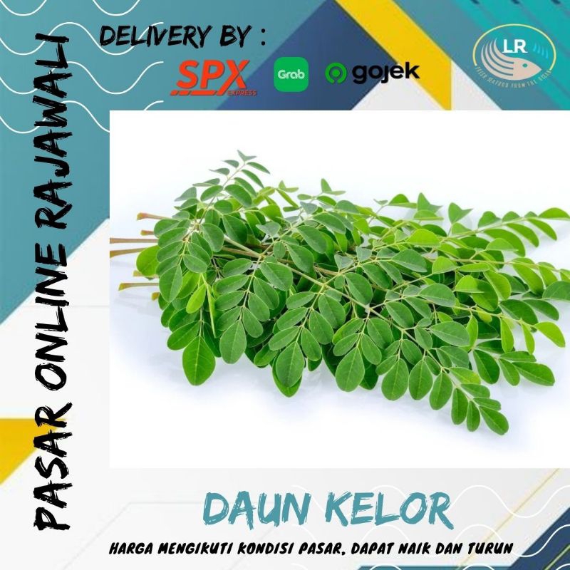 

Daun Kelor segar