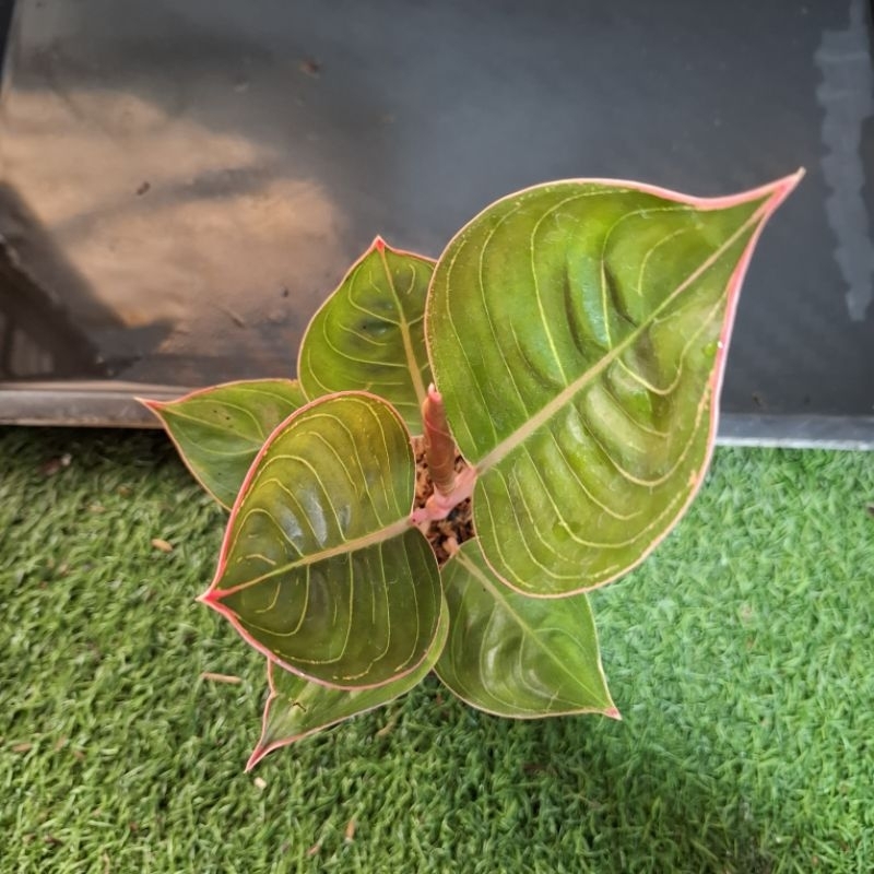 aglonema lipstik cobra