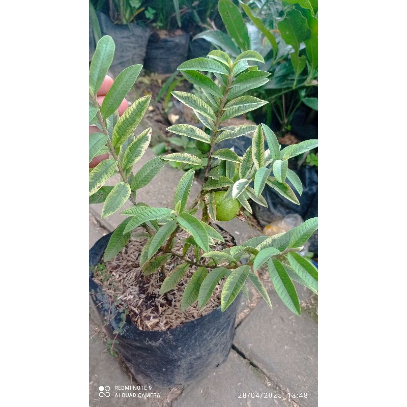 

jambu Peking var