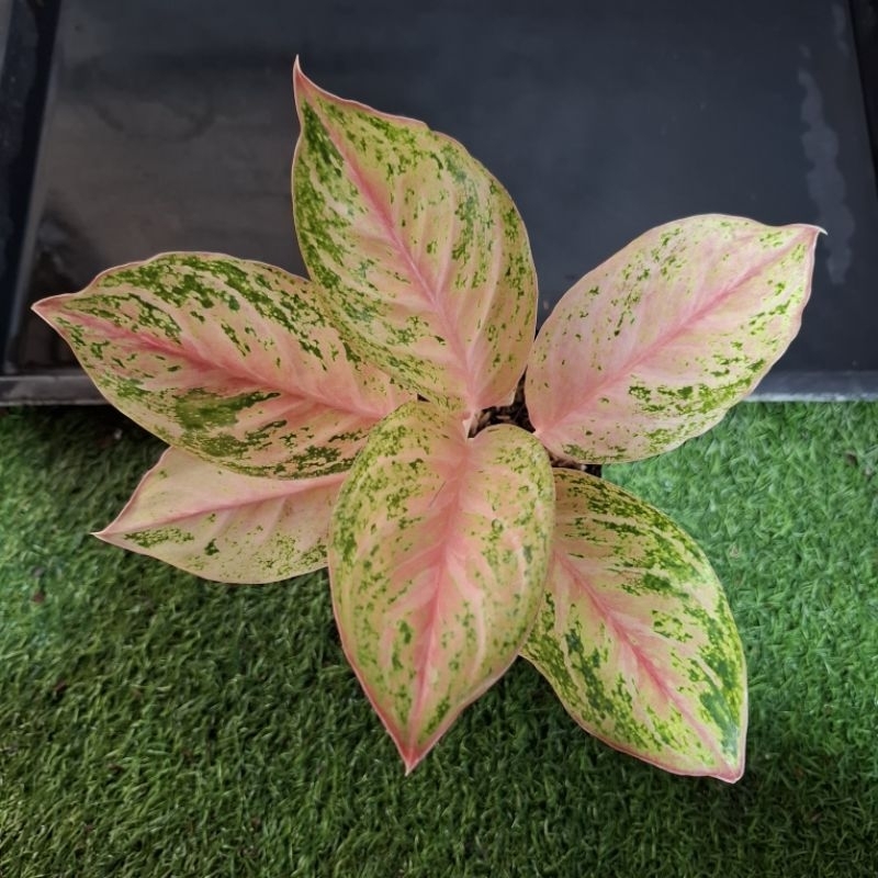 aglonema bidadari