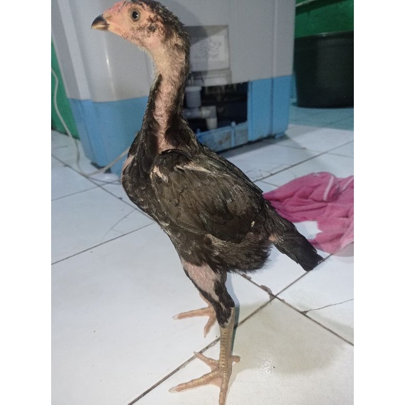 anak ayam Bangkok jantan 4 bulan,kondisi terbaru seperti ada di vidio