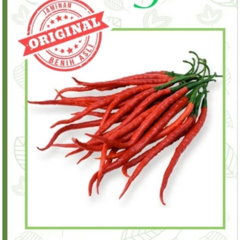 BIBIT UNGGUL CABE KERITING