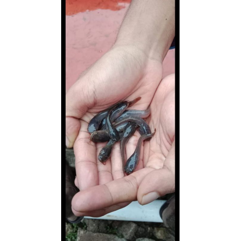 Bibit ikan lele ukuran 3-4cm paket isi 15 ekor