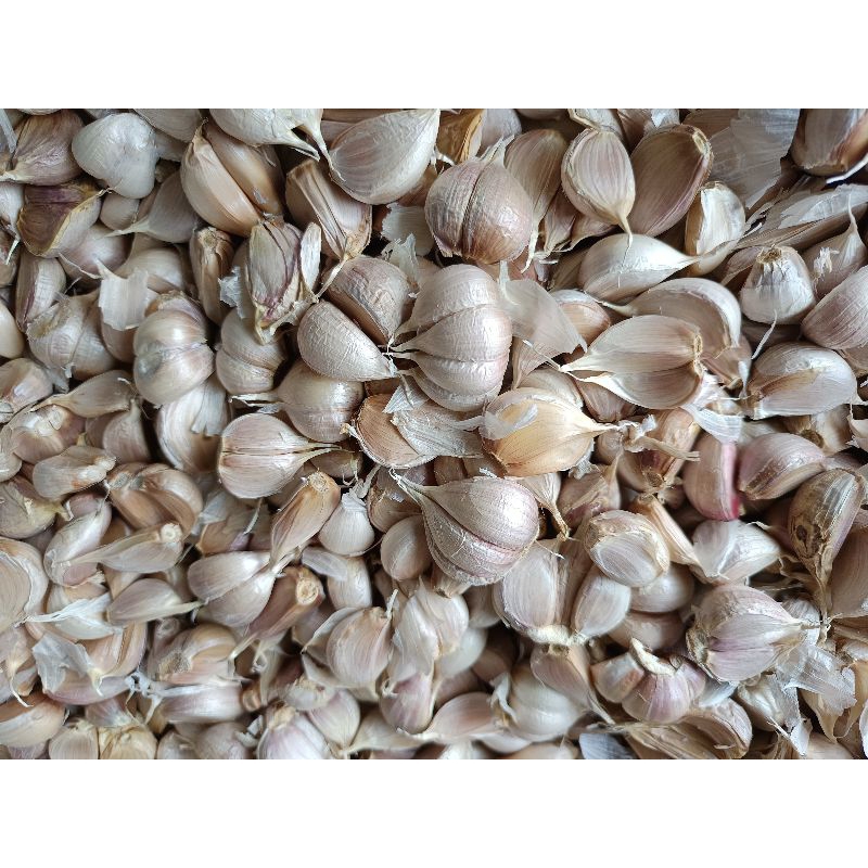 

bawang putih kating kathing murah