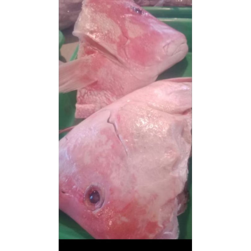 

Kepala kakap merah seger ukuran 1kg d jual / 1 kpala ya ka,,,