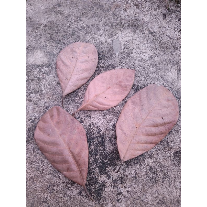 

Daun Nangka Kering 100lembar Obat herbal