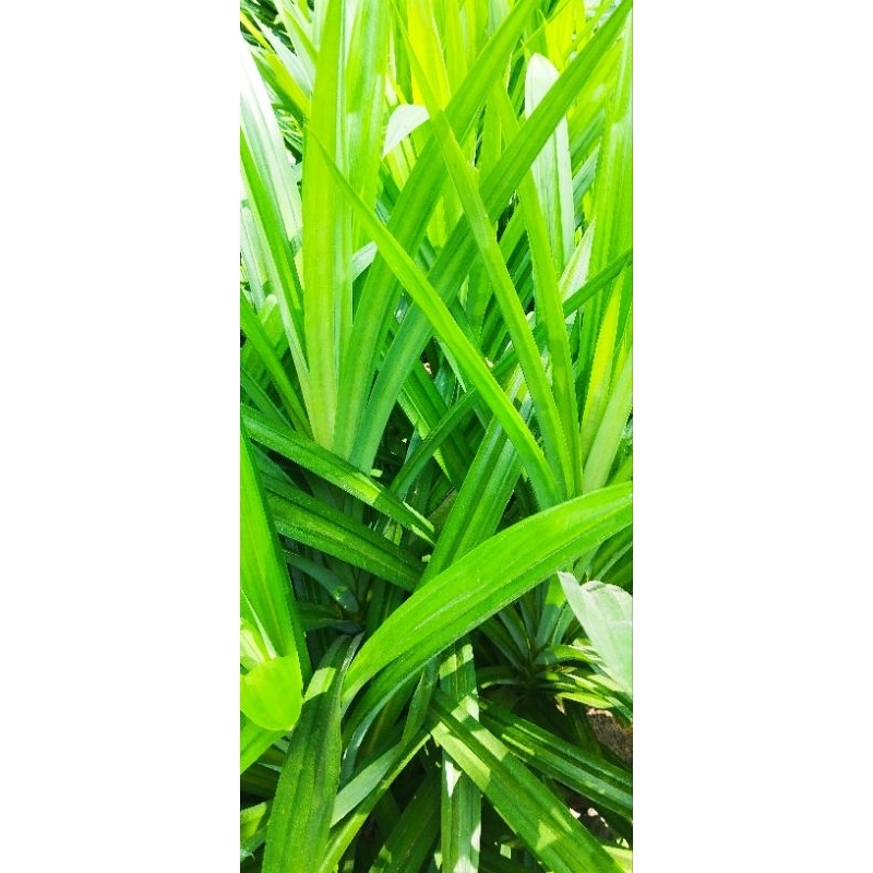 

Daun pandan wangi fresh dari kebun sendiri