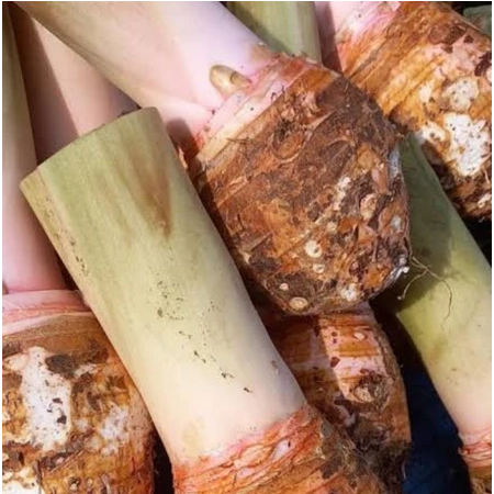 

talas bogor asli 1 KG