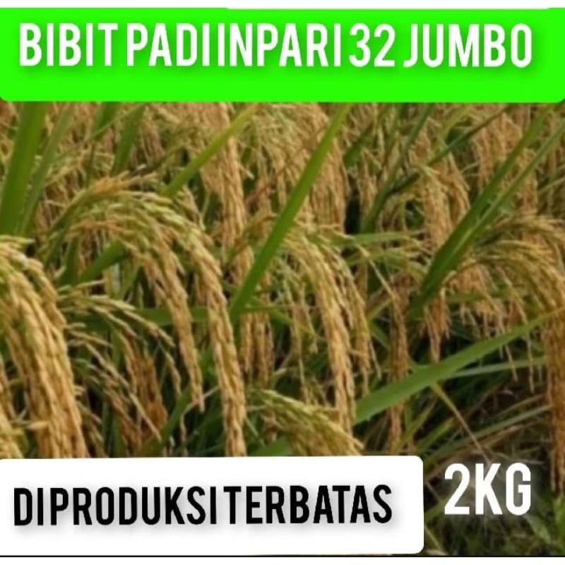 BIBIT PADI INPARI 32 KEMASAN 2KILO