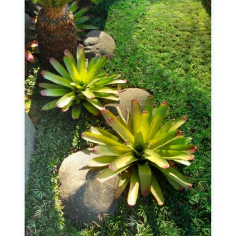 bromelia hijau