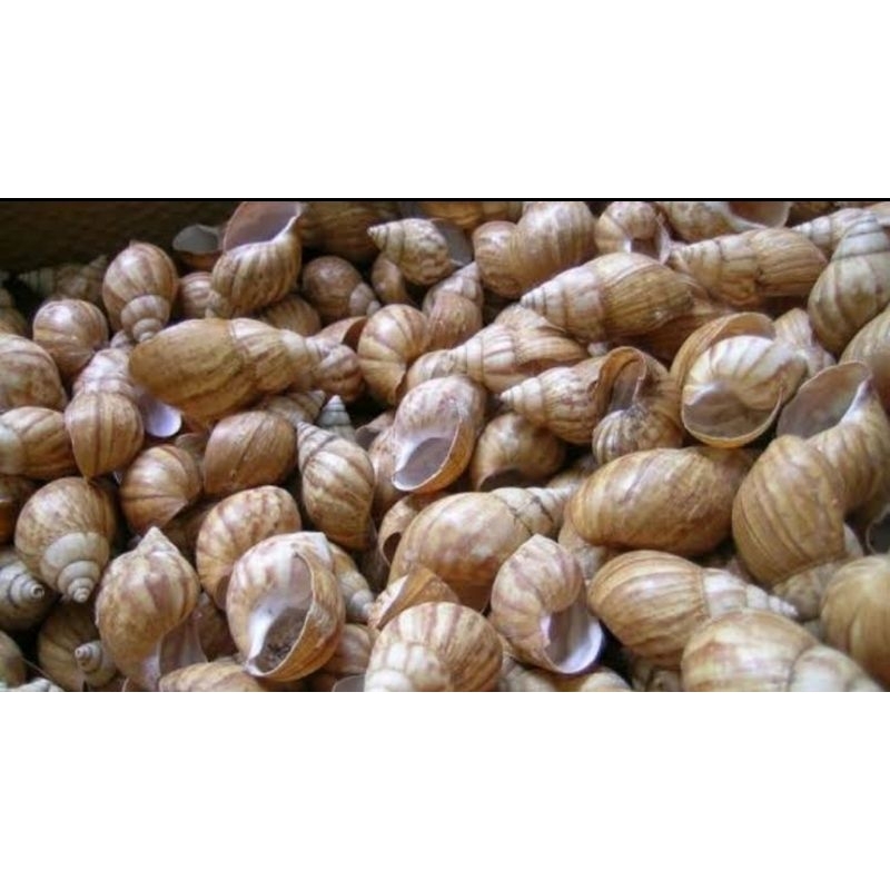 

cangkang bekicot isi 200 pcs