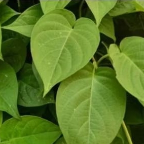 

Daun Kentut Daun Sembokan Segar 500grm