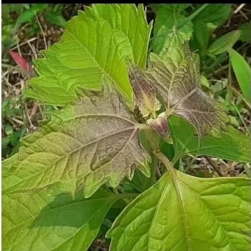 

Daun Balakacida Segar