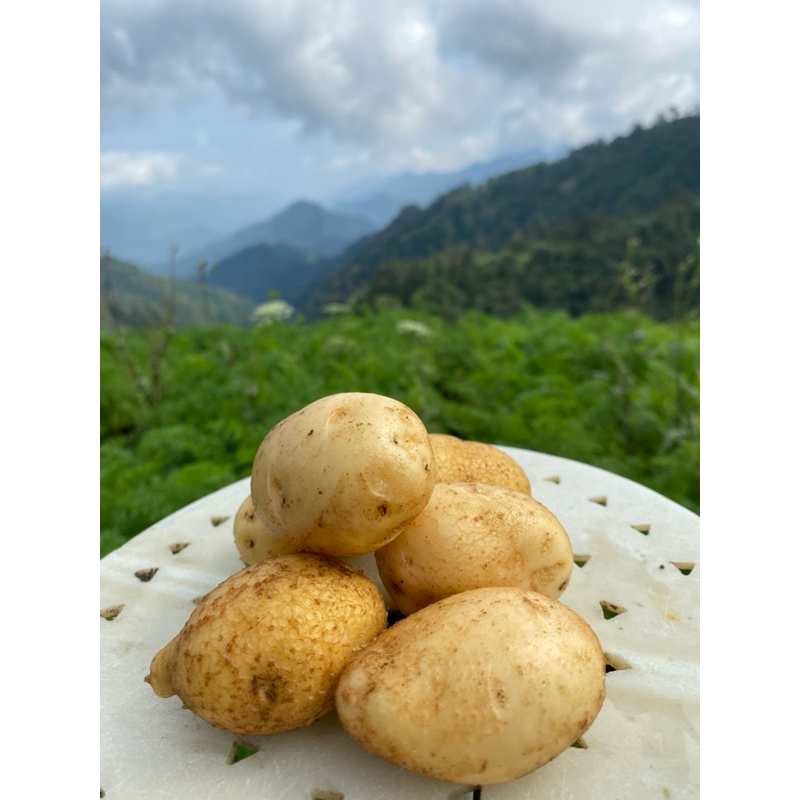 

KENTANG DIENG Ukuran Sedang 1 Kg isi 10 - 17 BIJI (sekecil Telor ayam) - Baru Panen Dari Kebun -Tani Syukur 165j