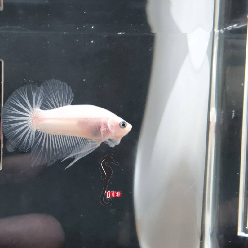 CUPANG CELLO CUPANG CANTIK UNIK HIASAN AQUARIUM