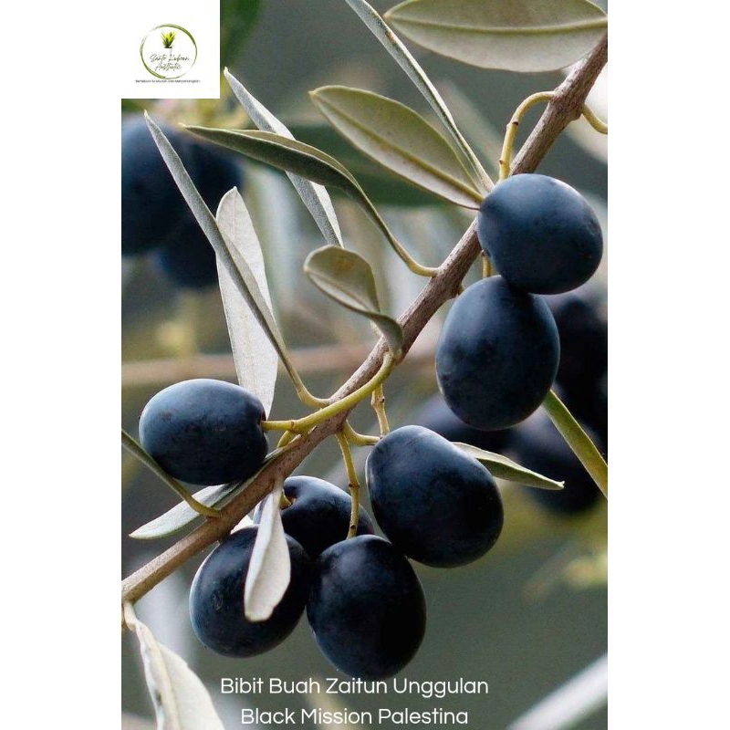 Bibit Buah Tin Unggulan Black Mission Palestina Asal Stek Batang Cocok Dalam Pot Dan Disegala Cuaca