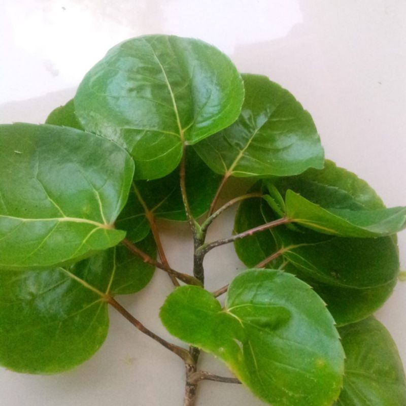 

mangkok/daun memangkokan 250gram lalab