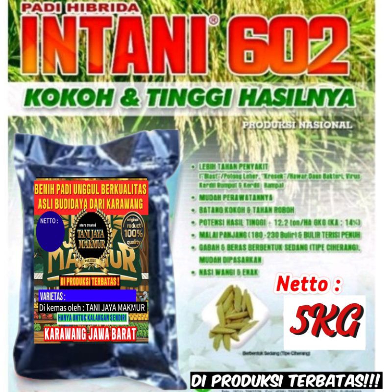 (5kg) BENIH PADI UNGGUL HIBRIDA INTANI 602 BERKUALITAS.