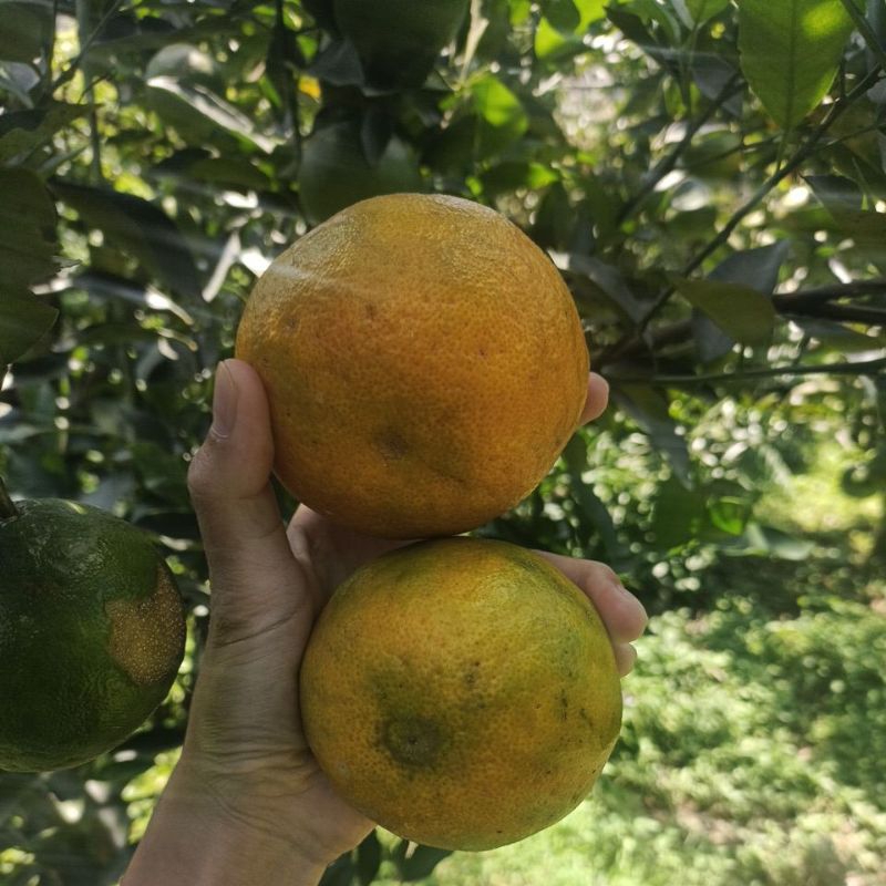 

jeruk keprok super grade A kota MalangBatu 1 kg