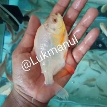 Ikan pacu albino size XL