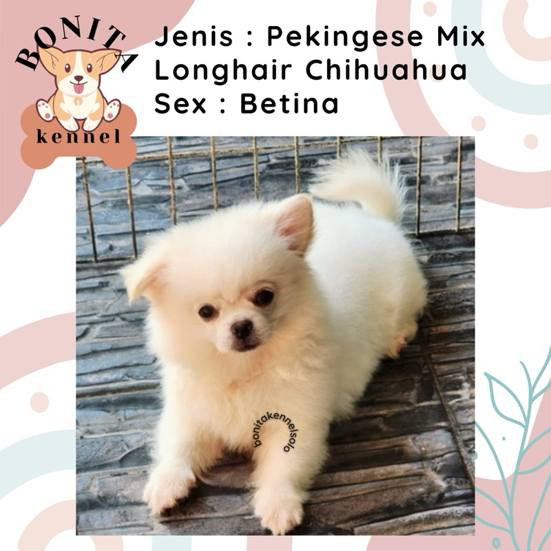 Pekingese Mix Chihuahua Anak Anjing Pekingese Peking Jantan Betina