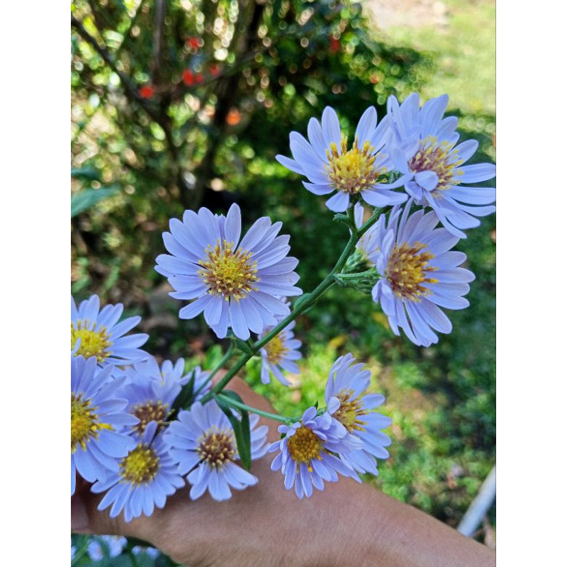 bibit bunga aster ungu