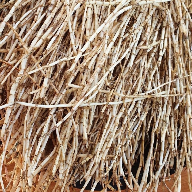 

akar alang alang,tanaman herbal