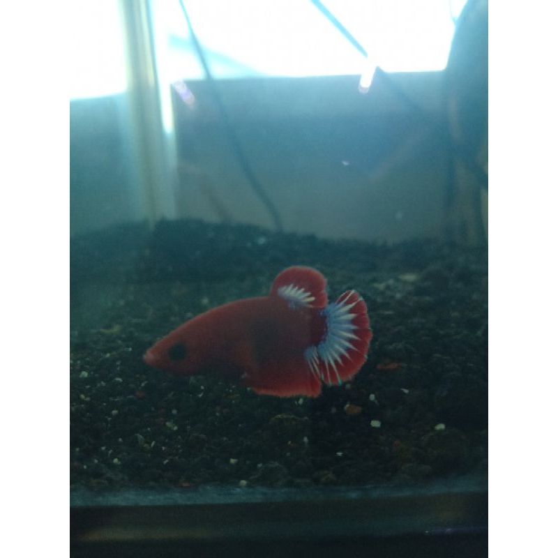 PLAKAT HELLBOY / HIASAN AQUARIUM