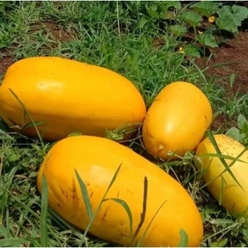 BIBIT TIMUN SURI JUMBO 100 BENIH (B.B.19)