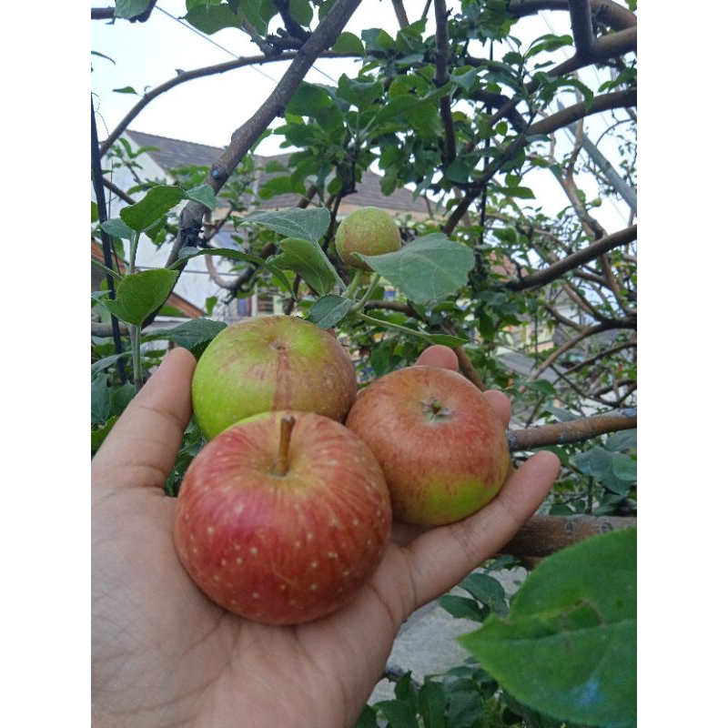 

Apel Rome Beauty Chery/kecil 1kg perkiraan isi 20-25