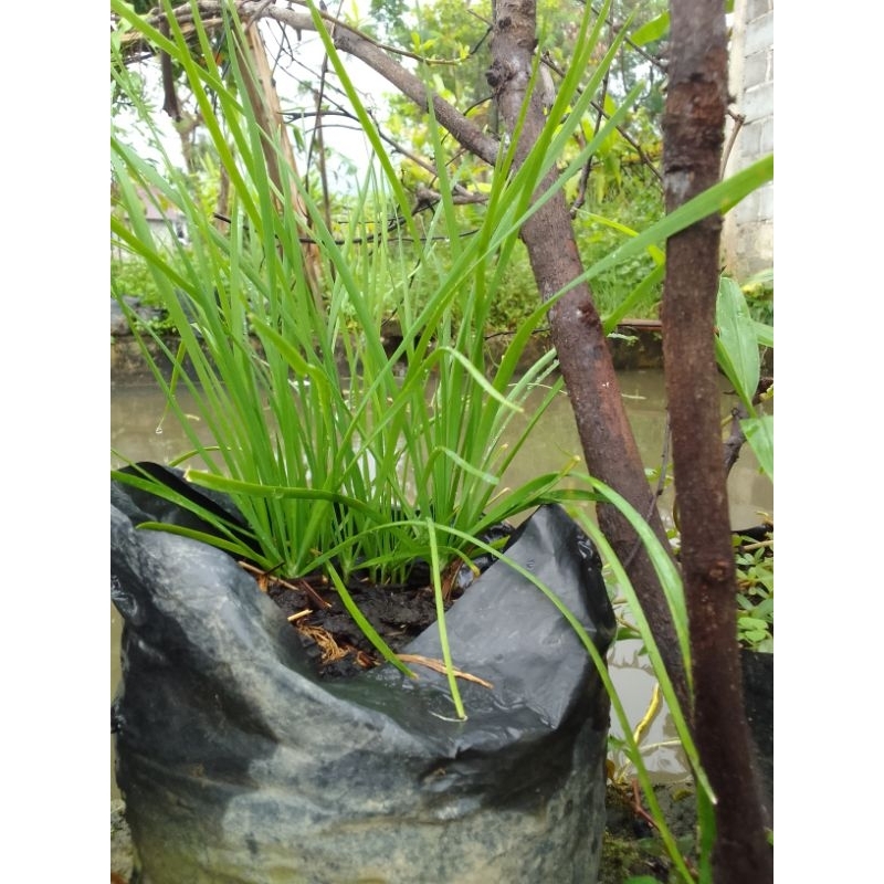 Bibit Kucai siap tanam