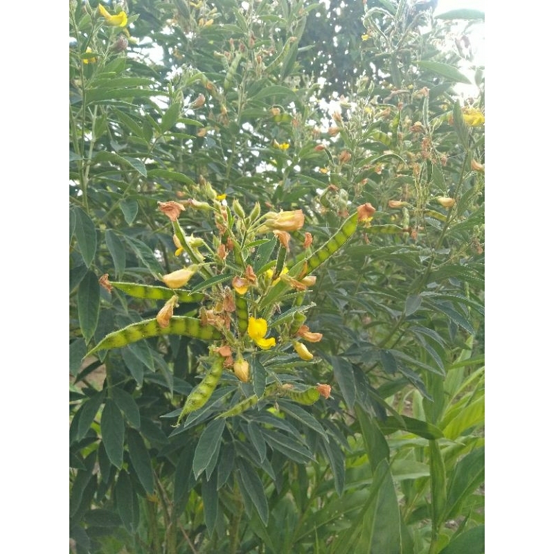 

50 Biji-benih kacang hiris_sayur kacang gude